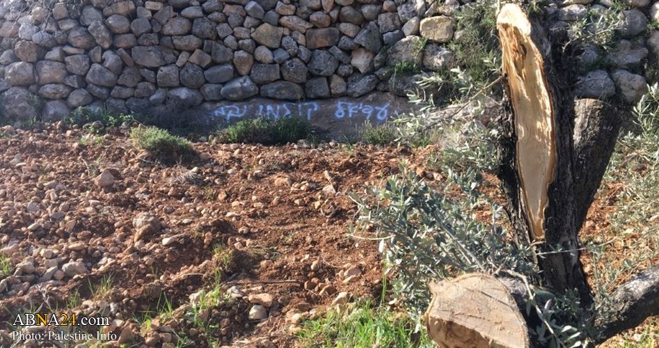 Extremist Jewish settlers torch dozens of Palestinian olive trees on Mount Sobeih