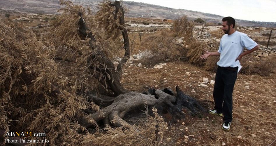 Dozens of extremist Jewish settlers uproot Palestinian olive trees in Salfit