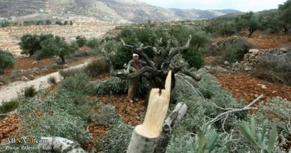 Extremist Jewish settlers destroy dozens of Palestinian trees in southern Nablus