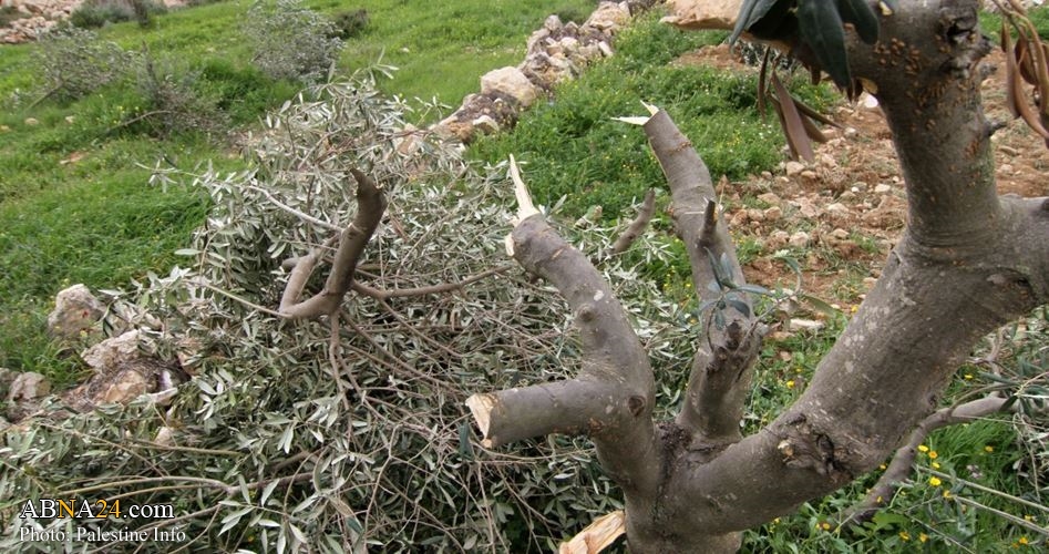 Israeli occupation forces uproots more than 200 Palestinian olive trees east of Nablus
