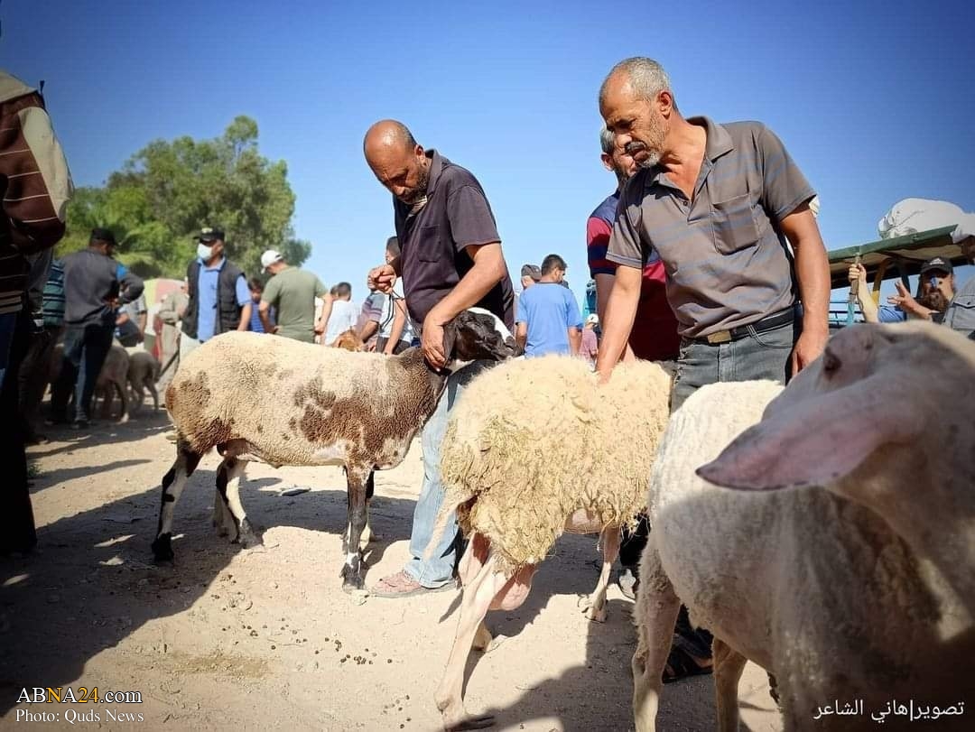 تقارير مصورة / شراء الاضاحي في قطاع غزة قُبيل عيد الاضحى المبارك