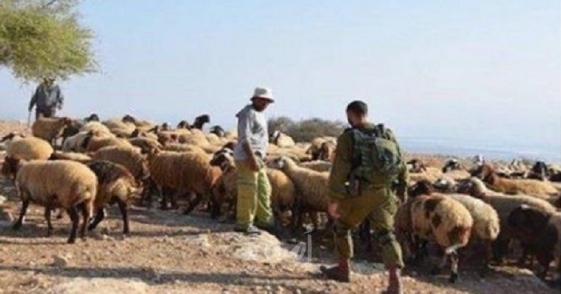 الاحتلال الإسرائيلي يسرق 100 رأس ماعز من جنوب لبنان