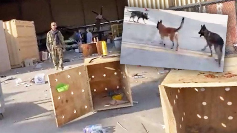 L'Iran attaquera l'Émirat des talibans?