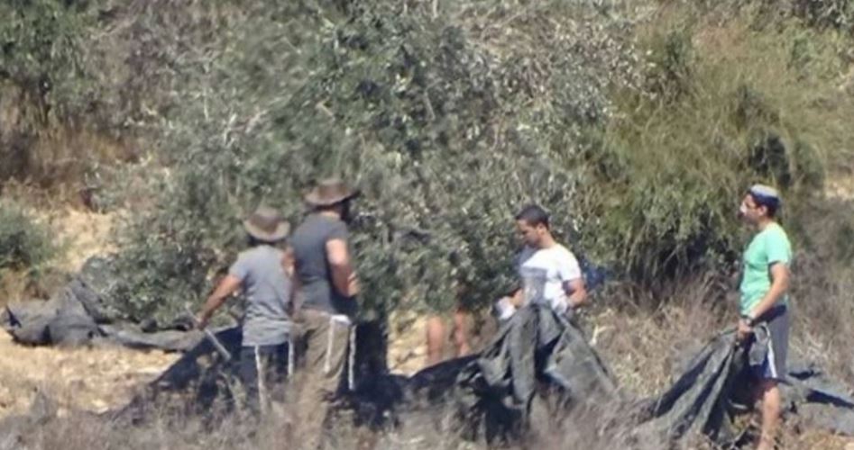 “Colonos judíos extremistas roban aceitunas de la arboleda de la Ribera occidental palestina”