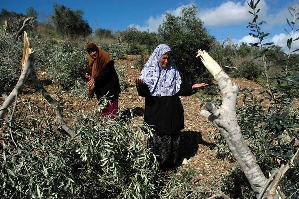 مستوطنون يقتلعون أشتال زيتون جنوب غرب بيت لحم