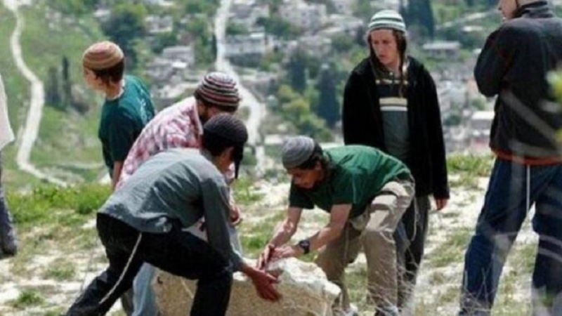 Al-Khalil, ulivi sradicati da coloni sionisti
