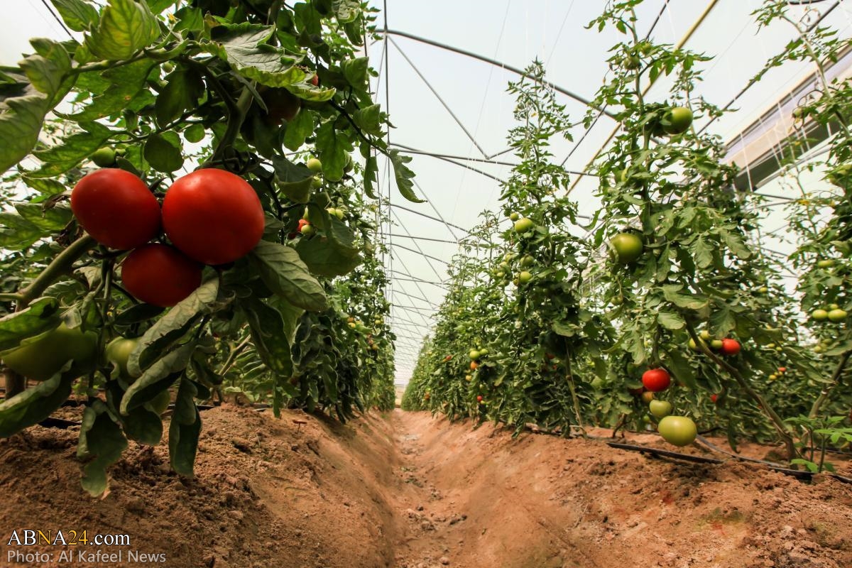 Farms of al-Abbas holy shrine present their crops for autumn season (+Photos)