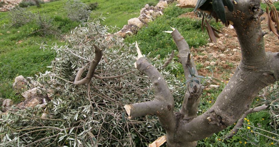 Israeli enemy forces, Jewish settlers chop down over 130 almond trees in al-Khalil