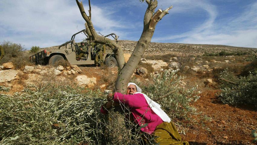 Olive Harvest Season: Another Palestinian Struggle against "Israel's" Eco-Terrorism