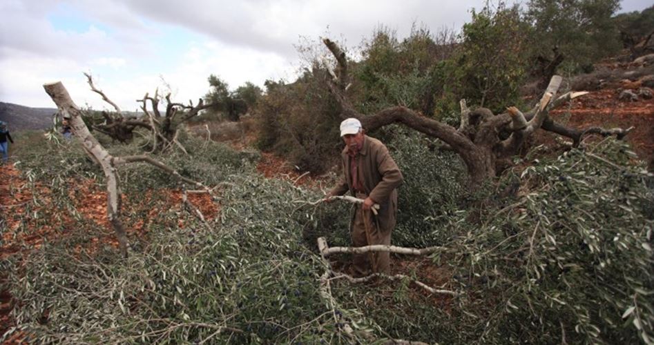 Israeli enemy uproots 250 Palestinian olive trees in Salfit