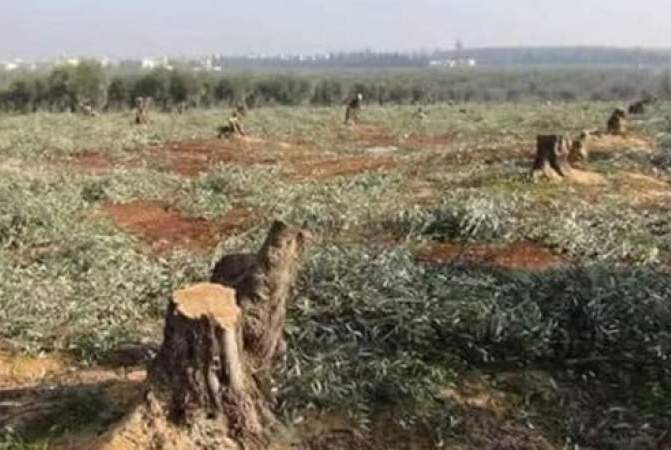 الجماعات التكفيرية تقطع مئات أشجار الزيتون في سوريا