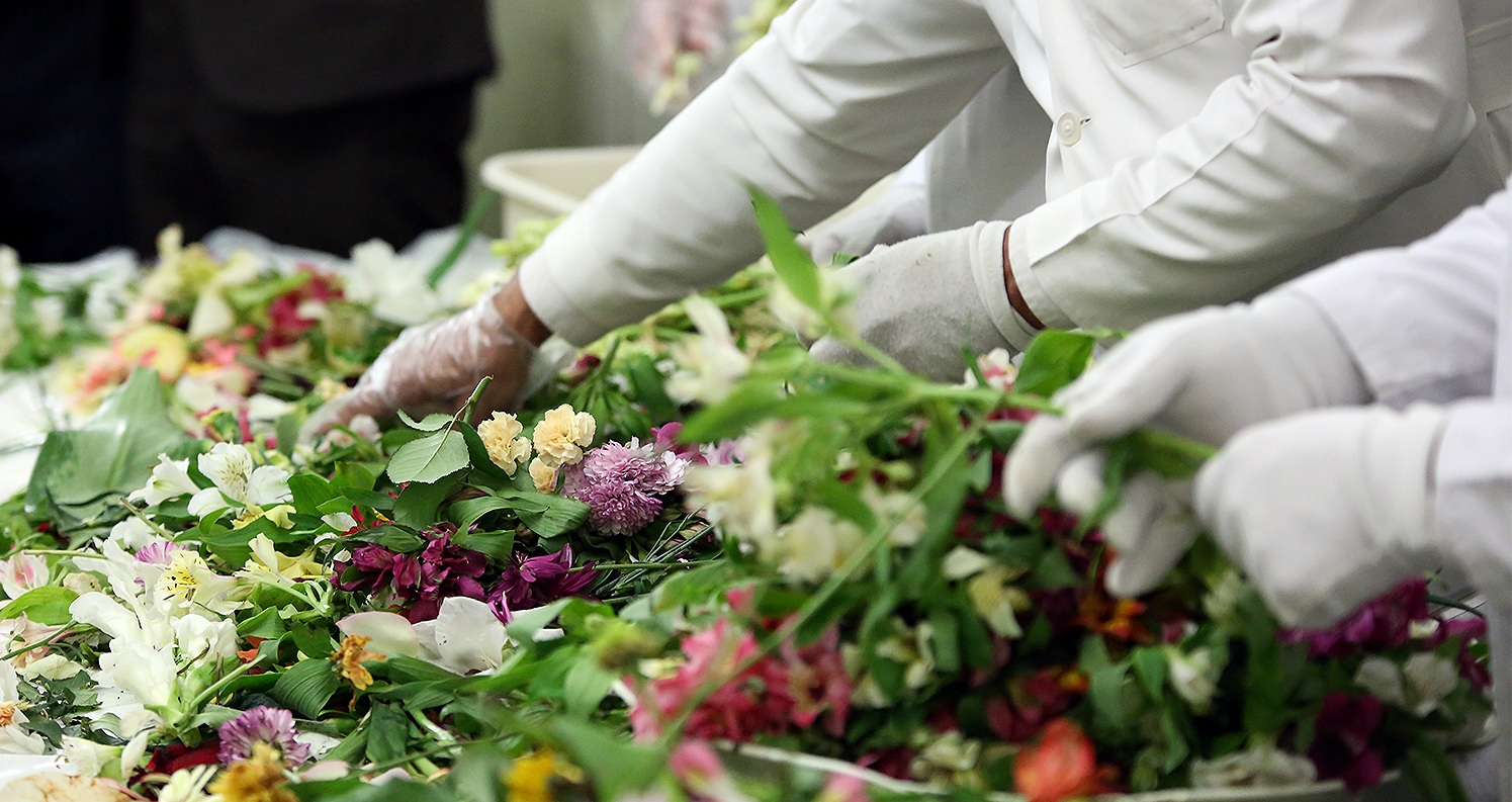 Flowers of Imam Ridha tomb to be distributed among pilgrims of Sayyida Zainab in Syria