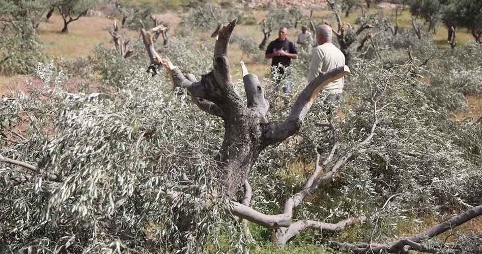 Extremist Jewish settlers uproot, damage over 360 Palestininan olive trees in al-Khalil