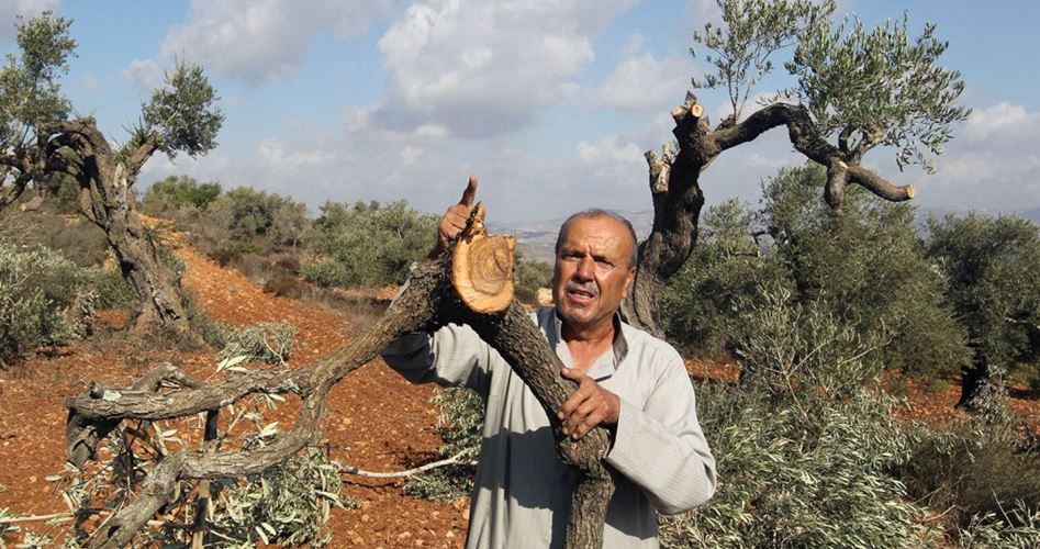 Israeli occupation forces uproots 250 olive trees west of Bethlehem